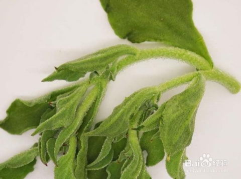 非洲冰草如何种植？种植技巧有哪些需要注意
