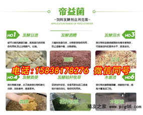 如何通过5招降低猪饲料成本，每月节省3000元？