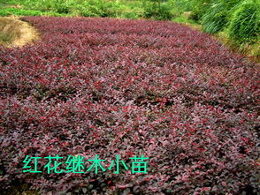 春天来临， 鄢陵花木交易会热闹非凡