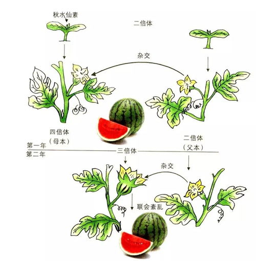 三倍体培育技术，无籽西瓜究竟咋来的
