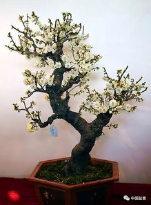 花谢修剪：孕育新芽的关键