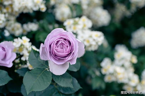 7. 紫月季花：花中的紫色梦幻