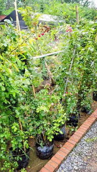 清香木：自然的香气， 让人陶醉