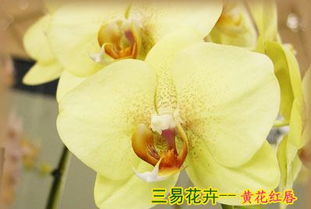 蝴蝶兰瓶苗成长时间表