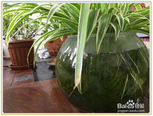 银边吊兰水培养护攻略，轻松养爆盆！