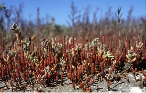 耐盐植物的基因密码