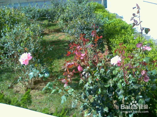 月季花的适应性小谈