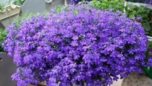 想快速打造蓝色花海？这品种堪称「播种界优等生」：