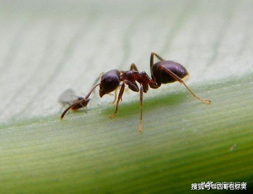 蚂蚁的触角用于感知环境、交流信息、寻找食物和伴侣