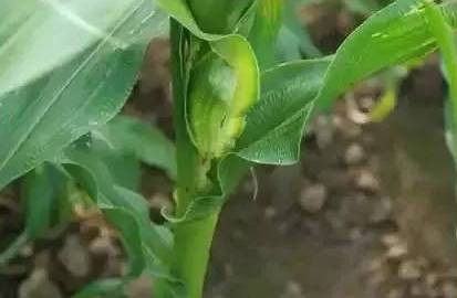 大葱黄叶烂根的烦恼， 甲霜灵锰锌喷施大葱有妙招