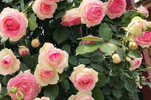 土壤改良大作战