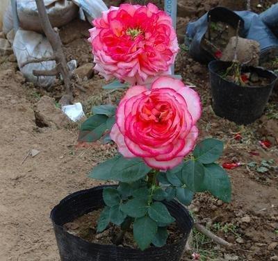 月季花的土壤选择：自然的魔法配方