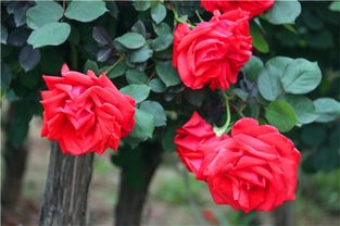 南阳月季大道：美美哒， 要让月季花开满城乡