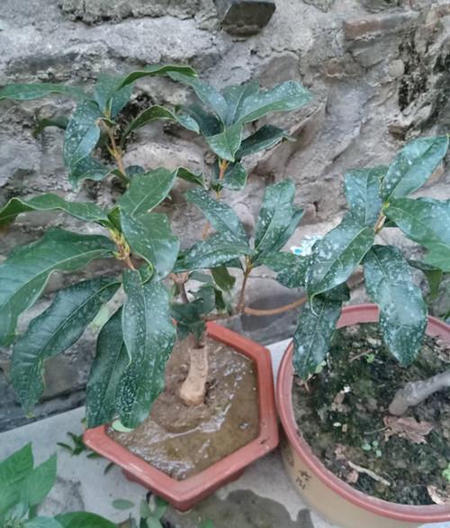 桂花叶子一碰就掉，是因为其叶柄与枝干连接处结构脆弱