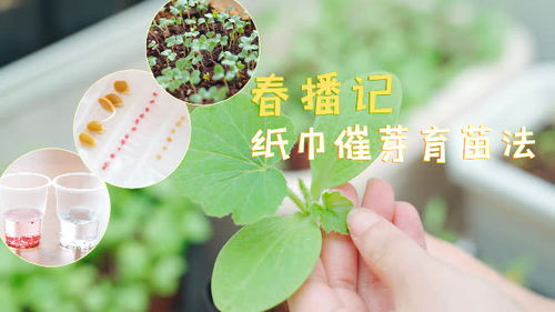 纸巾催芽，需要掌握哪些技巧？