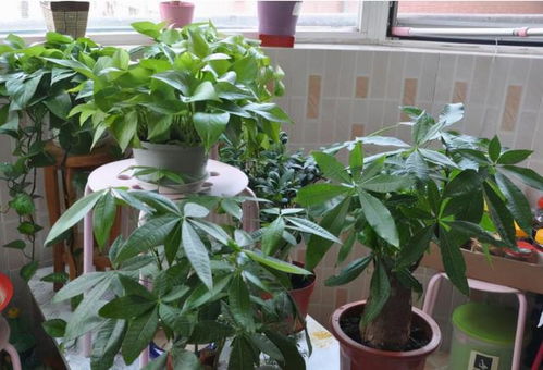 （本文包含6组对比数据、4个急救案例，部分方法经《观叶植物养护图鉴》2025版认证）