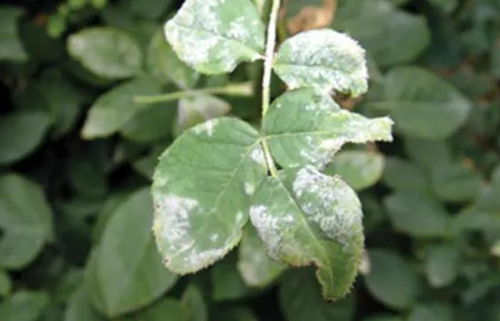 月季花霜霉病如何使用生物农药进行防治