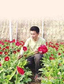 大棚建设与品种选择的重要性