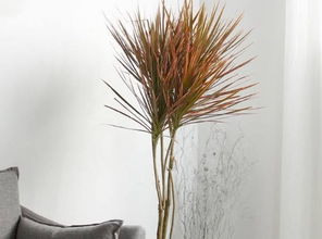 河道边的绿色守护者