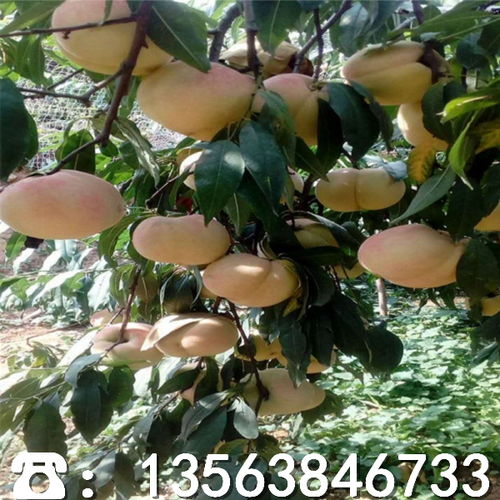 栽得深还是浅？这个细节不嫩忽略