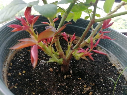 月季不压枝，怎么从2根变成十几根枝条？快来学学吧！