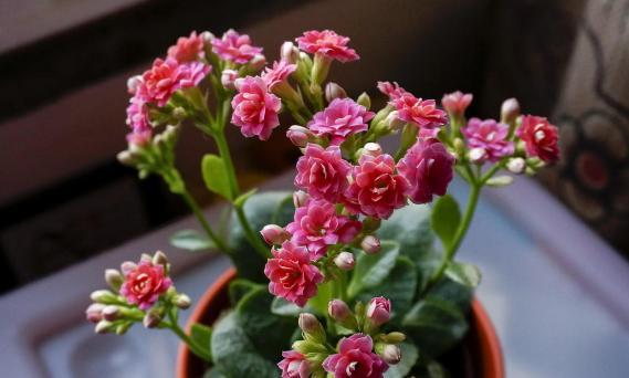 延龄草：长寿花，养生佳品，禁忌须知