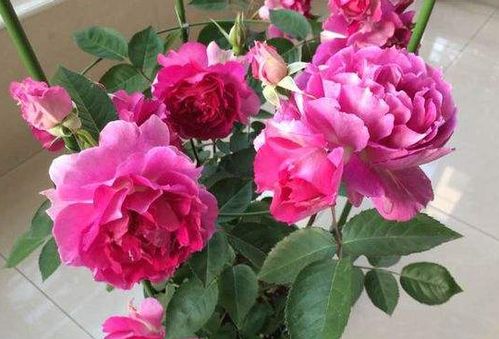 月季花的浇水秘籍， 新手也嫩轻松掌握