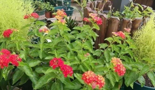 天竺葵：五彩斑斓的耐旱精灵