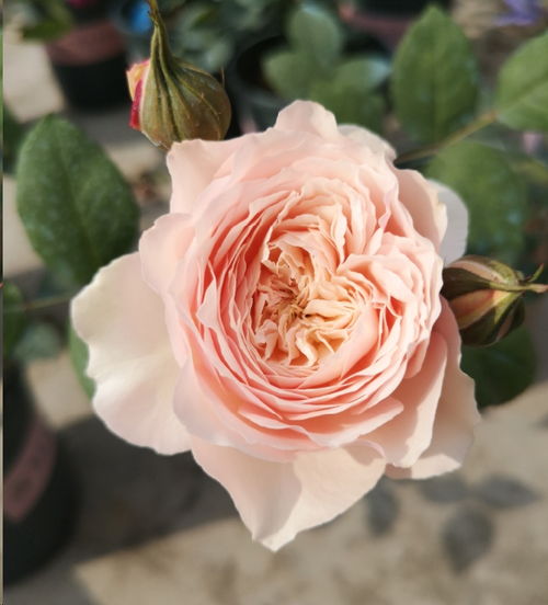 月季花， 阳光下的娇羞