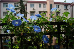 牵牛花， 户外阳台的美丽风景