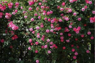 月季藤蔓的养殖技巧，你真的了解吗？