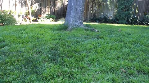 除草原则及注意事项