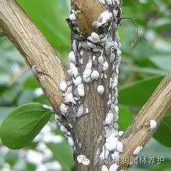 石硫合剂调配步骤