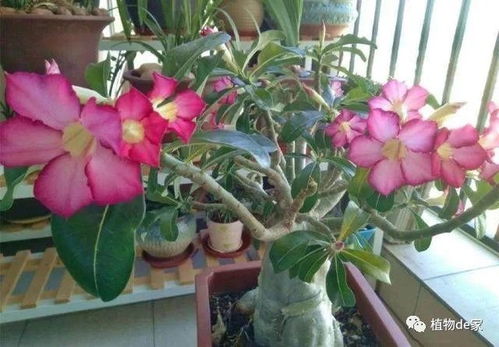 那些适合新手养的花，你养了吗？