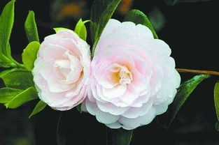 茶花：霉斑和枯叶