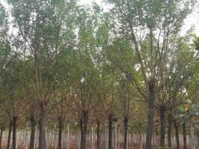 国槐苗子修剪要得当