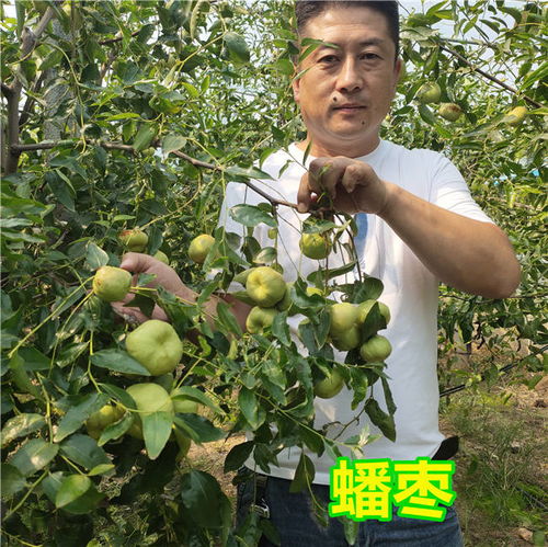枣树种植几年不结果实第一年挂果为何不宜保留？