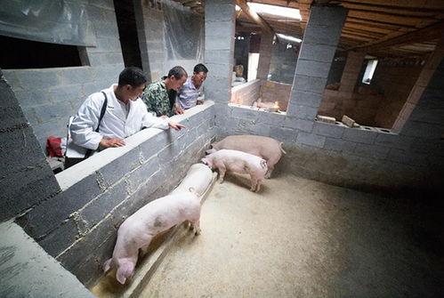 猪市盈利四招，高价卖出秘诀