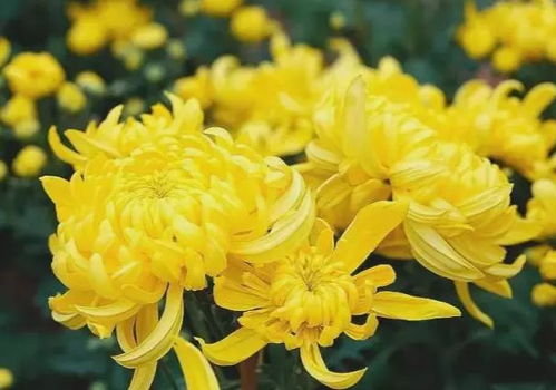 鲜花菊花图片大全怎么保存？这些美图不收藏可惜了