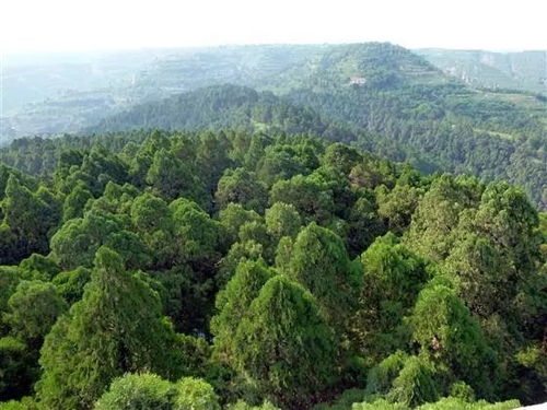 黄帝手植柏的克隆苗， 古树保护的创新