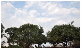 四季桂：全年飘香的常青树