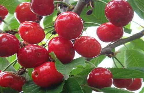 车厘子种植过程中，叶斑病是常见病害