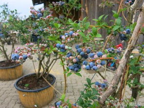 红枣盆栽：阳台上的甜蜜果实