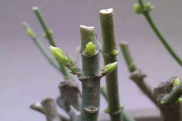 茶花开完花后最佳修剪时间是什么时候