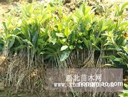2000棵桂花树苗被铲，原因不明