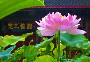 水葫芦冬季生存指南：如何安然度过寒冷季节