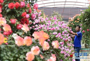 郑州市打造月季花城， 种植量达2000多万株