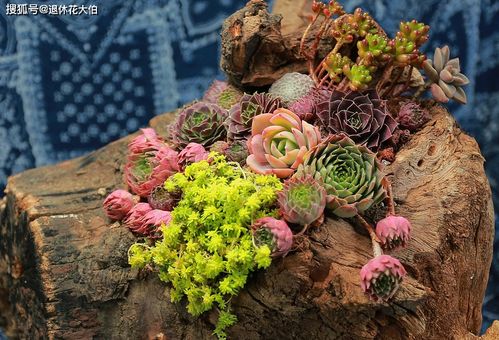 废物利用，菜根种菜