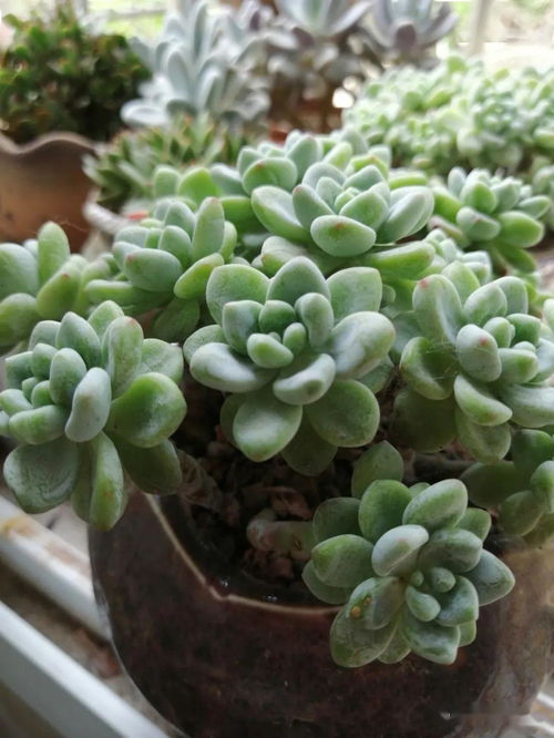 多肉颗粒土种植：透气排水，根系更健康