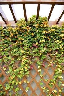 新手别碰网红植物，先从铜钱草练手